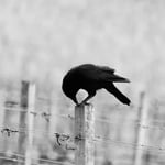 Escape room - Karanténa