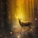 Ескейп стая - Der Zauberer