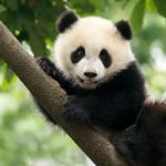 HappyPandaMode