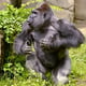 Harambe team