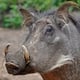 uglywarthog