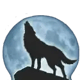 Coyote